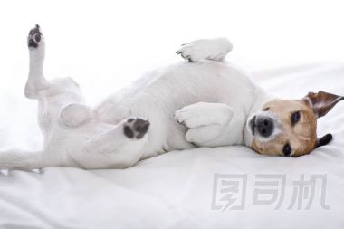 狗生病，生病或睡覺
