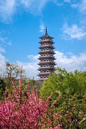 扬州市纤细西部湖桃花林图片