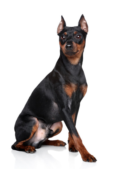 微型 pinscher 狗照片
