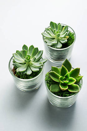 Sucuulent 植物在玻璃容器