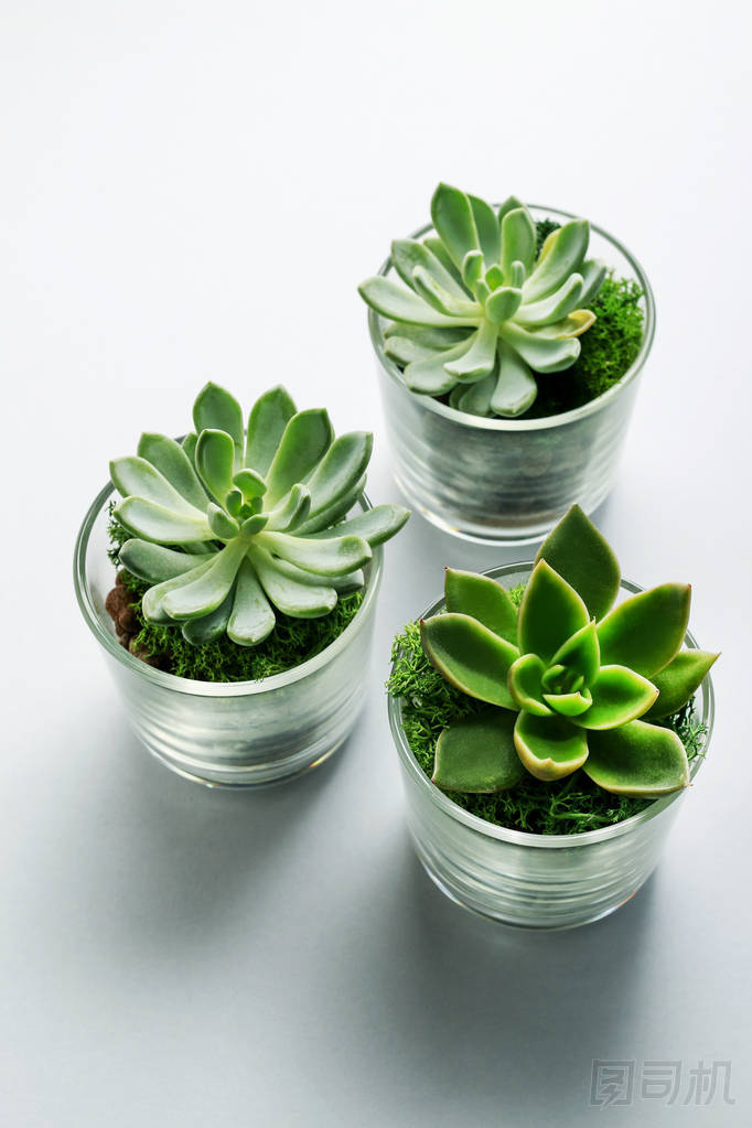 Sucuulent 植物在玻璃容器