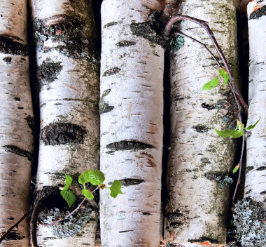 外汇储备的桦木日志图片