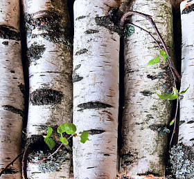 外汇储备的桦木日志图片