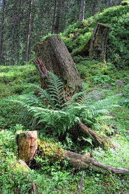 在歐洲的阿爾卑斯山脈森林死樹樹干