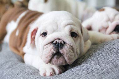 英国斗牛犬小狗躺在沙发上的白色枕头