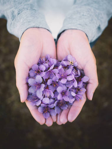 女人手上的野生喜馬拉雅櫻桃花