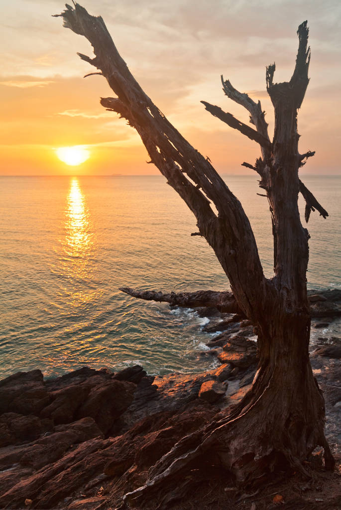 死树树干上热带海滩