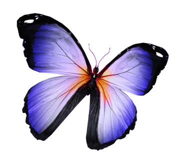 孤立在白色的藍蝴蝶圖片