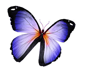 孤立在白色的蓝蝴蝶图片