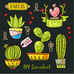 仙人掌与多肉植物在花盆