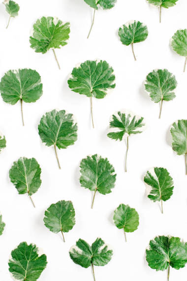 花卉圖案由綠色的樹葉圖片