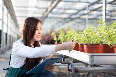 年轻的亚洲女子工程在温室图片