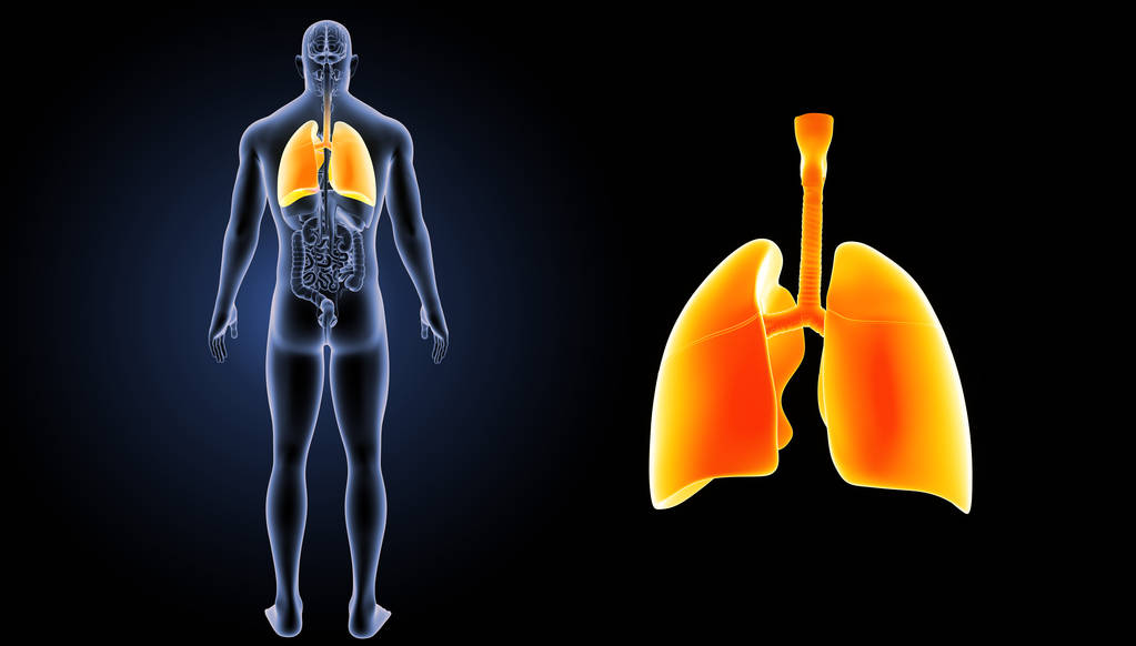 人类的心肺图片 人类的心肺图片