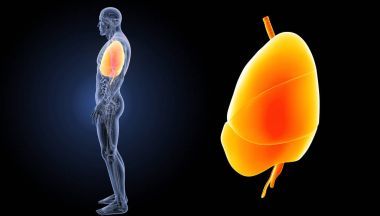 人类的心肺图片