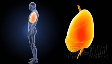 人類的心肺圖片