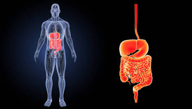 人體消化系統(tǒng)