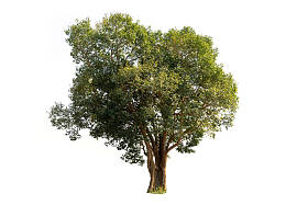 在白色背景上隔离的树