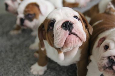 英国斗牛犬小狗的肖像 英国斗牛犬小狗的肖像
