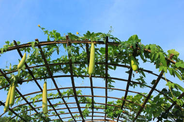 絲瓜農(nóng)場戶外照片