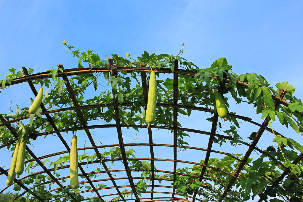 丝瓜农场户外照片