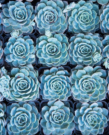 多肉植物的長方形排列;仙人掌中的肉質(zhì)植物