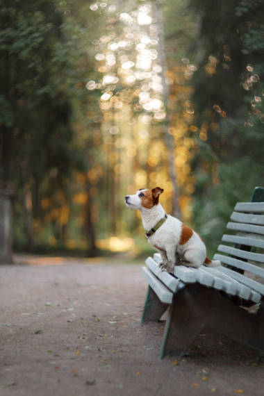 杰克羅素梗犬在戶外的畫像。狗在公園里散步