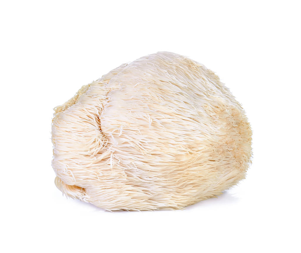 孤立在白色背景上的狮子的鬃毛蘑菇
