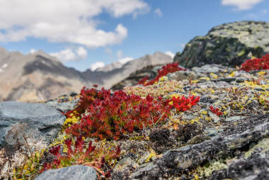 花山區(qū)景天紅
