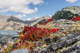 花山区景天红