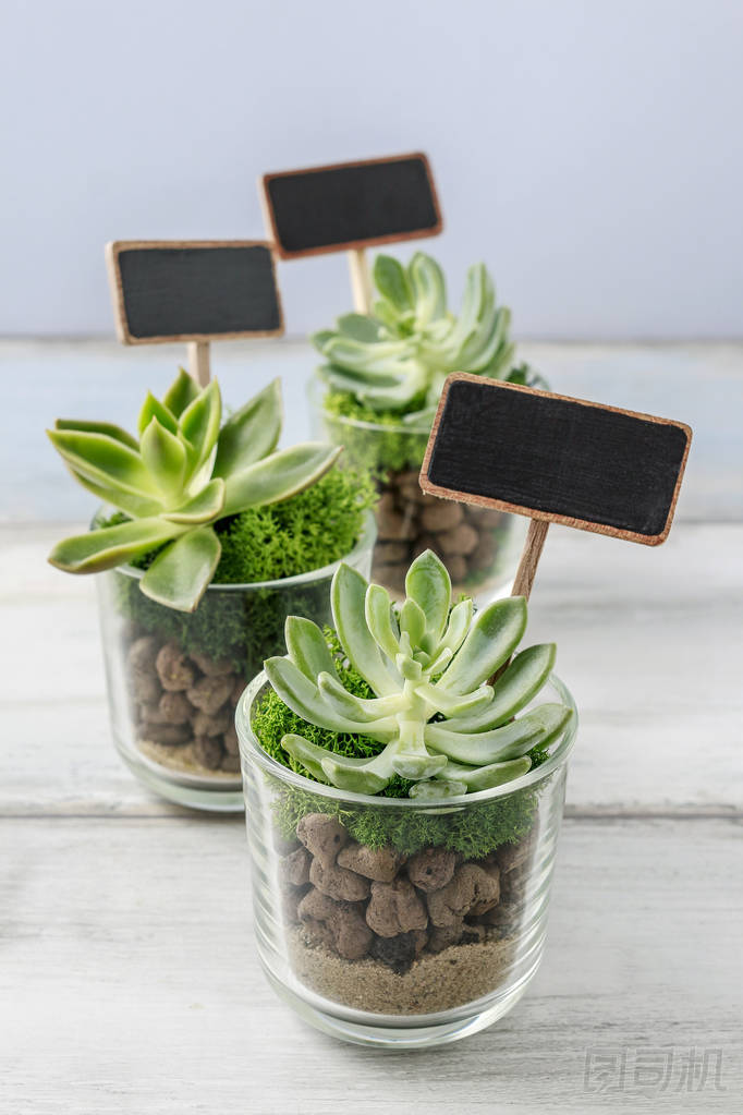 可愛禮物婚禮賓客與格拉斯多肉植物