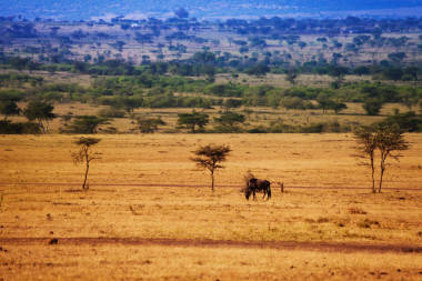 景观与干草地上放牧的牛羚图片