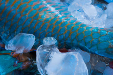 新鮮的、 彩色的魚，在市場(chǎng)圖片