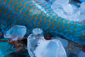 新鲜的、 彩色的鱼，在市场图片