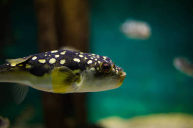 河豚魚游泳圖片
