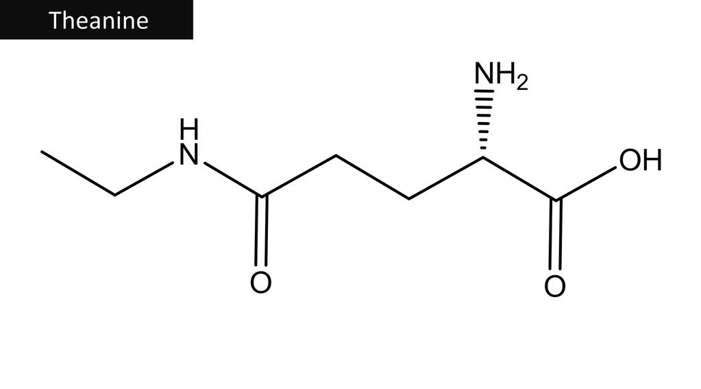 茶氨酸的分子结构 茶氨酸的分子结构