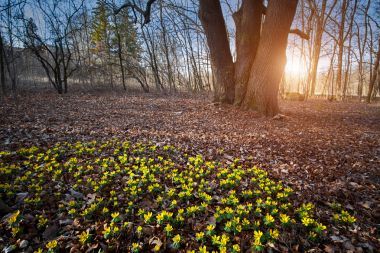冬天烏頭黃色花在春天的草原上