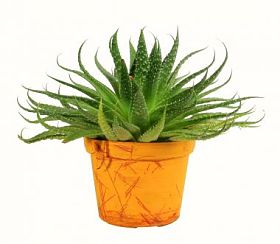 房子植物图片