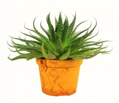 房子植物图片