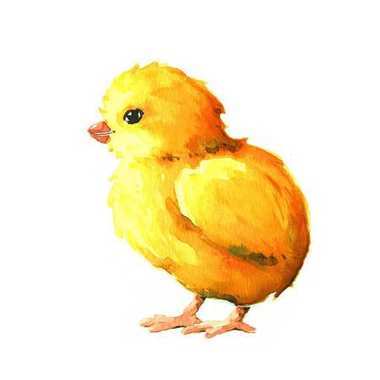小雞。水彩插圖圖片