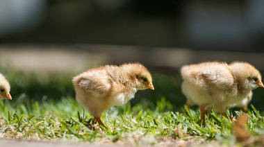 小雞在草地上行走圖片