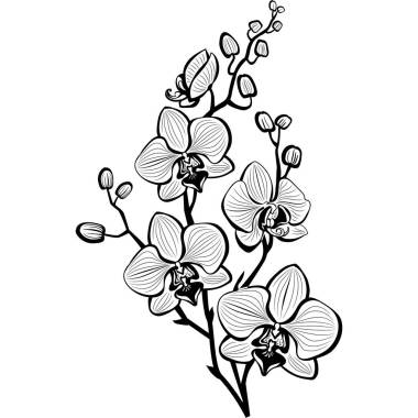 兰花花的剪影图片