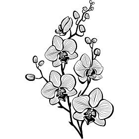 兰花花的剪影图片