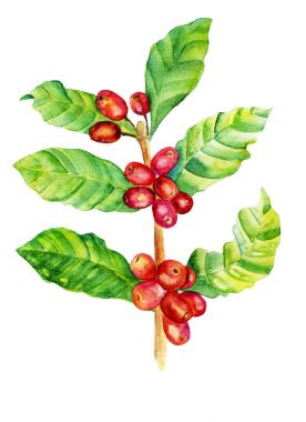 红色的咖啡阿拉比卡豆水彩插图 红色的咖啡阿拉比卡豆水彩插图