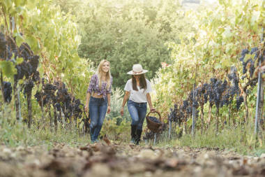 年輕女孩收獲葡萄