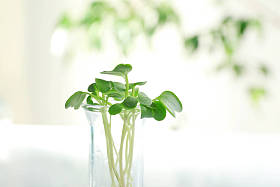 在试管中的植物