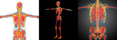 3d 渲染醫(yī)學(xué)插圖的骷髏骨