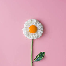 与蛋黄的雏菊花照片