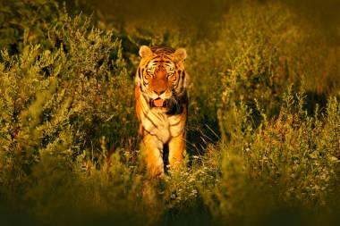 西伯利亞虎在美麗的夕陽下