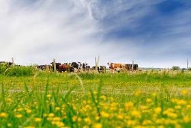 犊牛和奶牛场布宜诺斯艾利斯，阿根廷