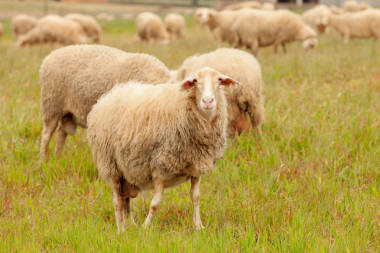 在草地上吃草的羊图片